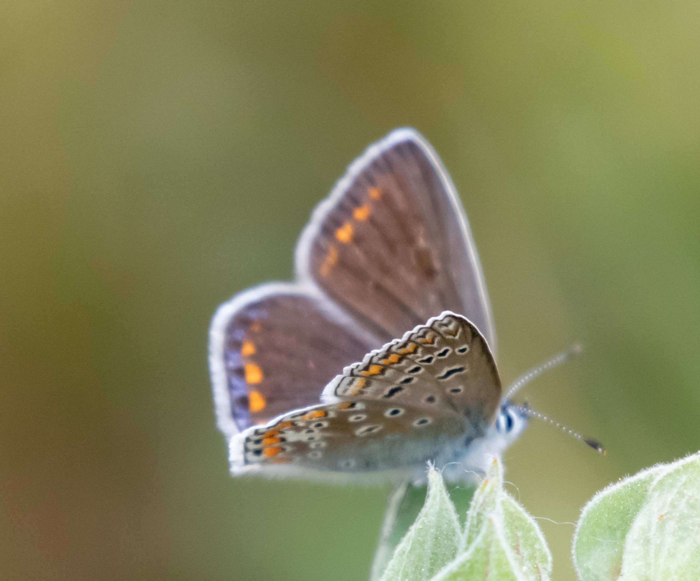 Miniature